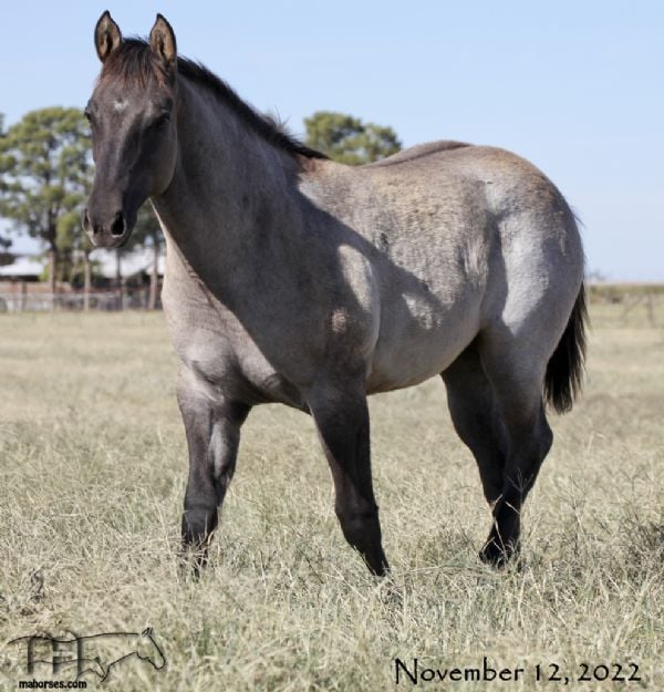 Driftin In Blue MA's 2022 Grulla Roan Filly